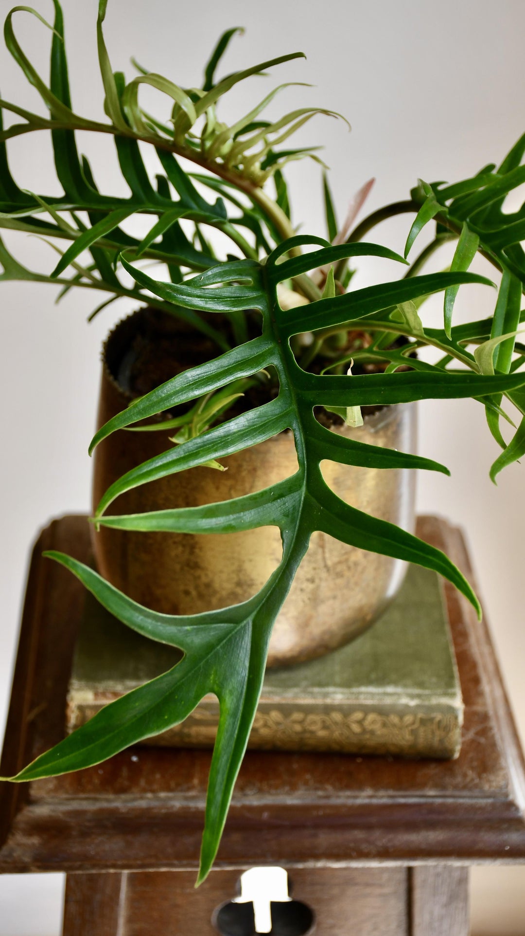 philodendron tortum for sale Philodendron Tortum | Rare Plants