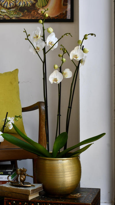 White Phalaenopsis Orchid & Tembesi Pot