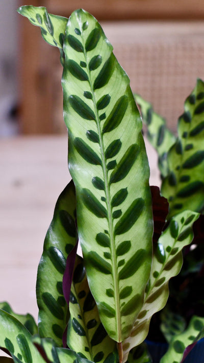 Rattlesnake Plant and Brussels Pot (Calathea Lancifolia)