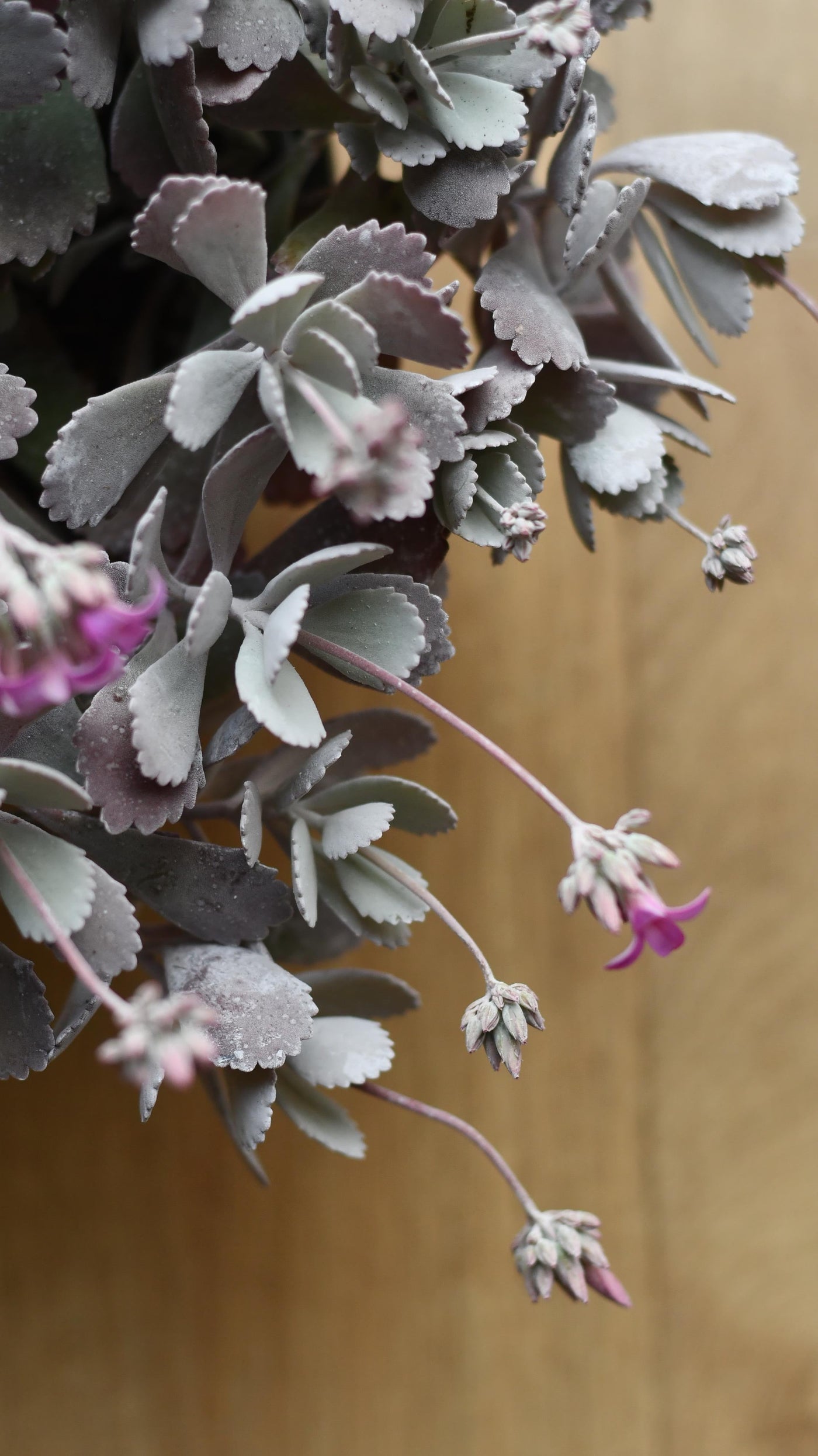 Kalanchoe pumila (Flower Dust Plant)