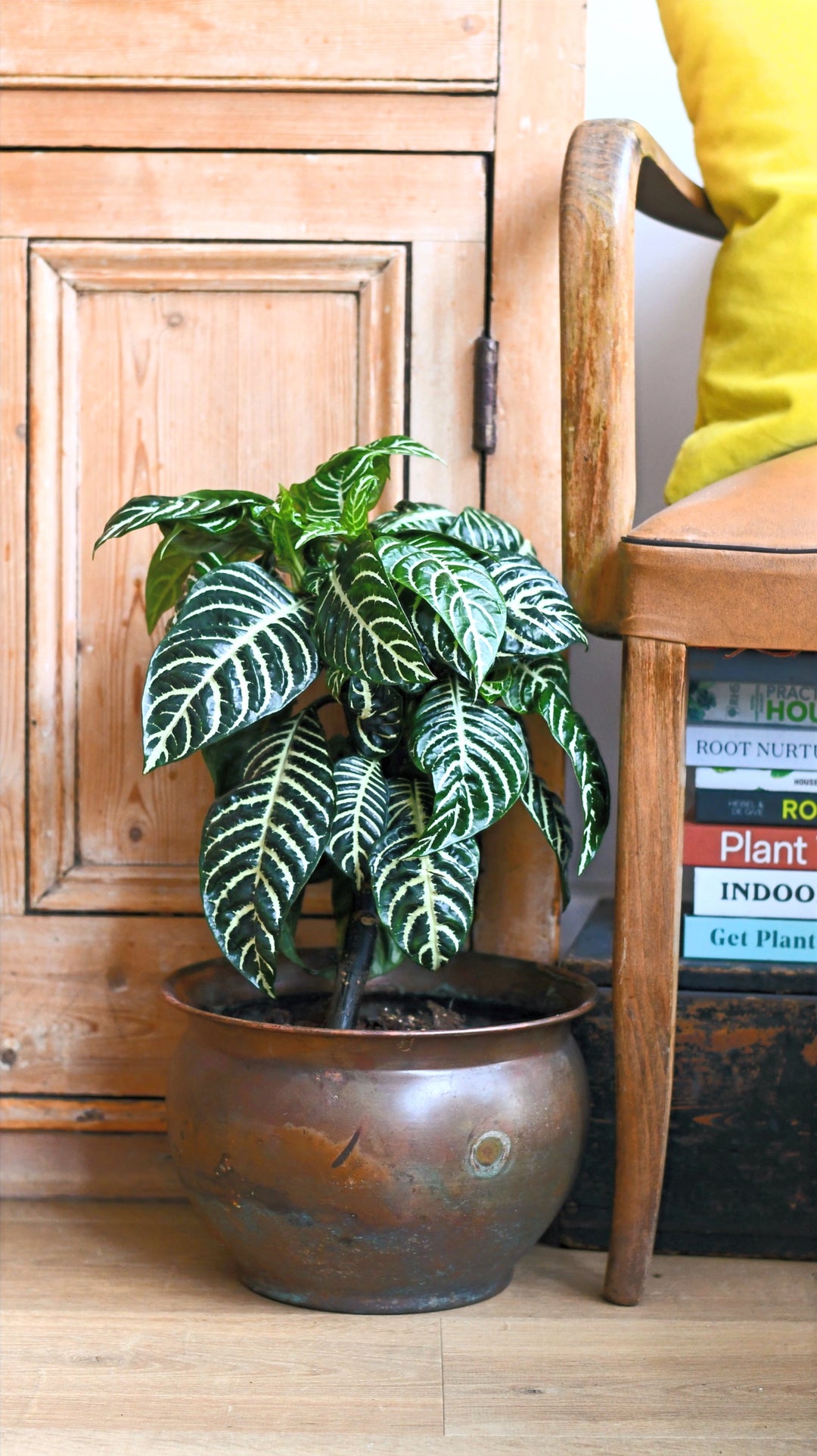 zebra plant care indoors Zebra Plant | Aphelandra Squarrosa