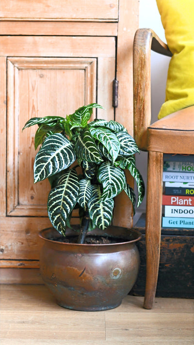 Aphelandra Squarrosa