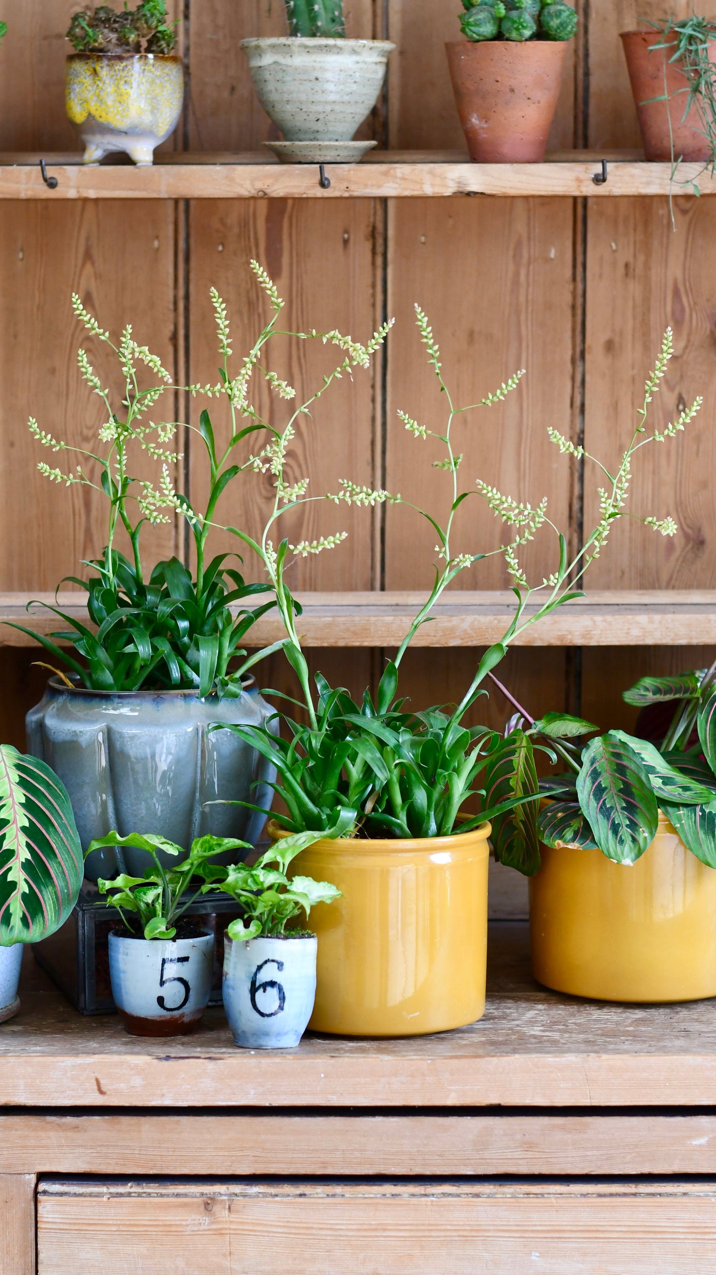 Morreniana Catopsis Tillandsia