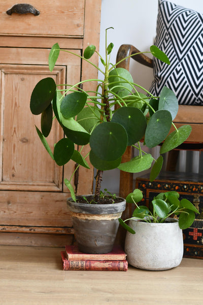Large Potted Pilea peperomoides in Terracotta pot