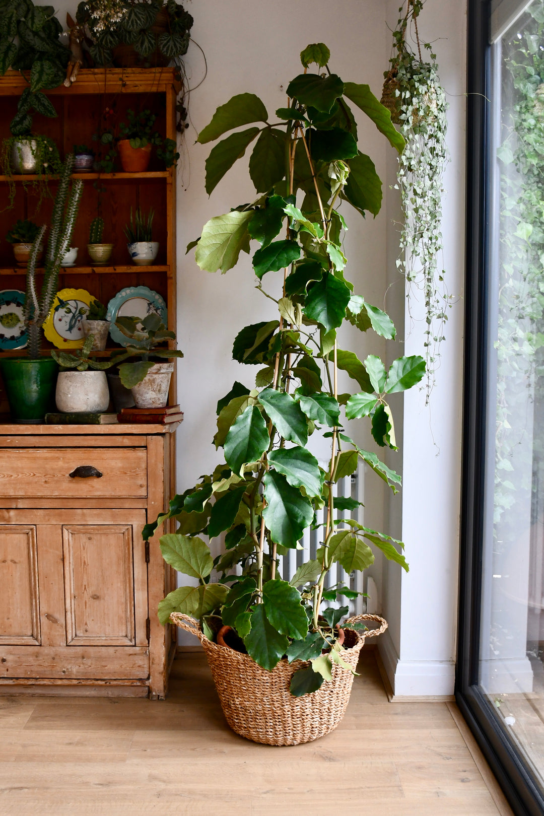 chestnut vine plant Tetrastigma Voinierianum | Chestnut Vine