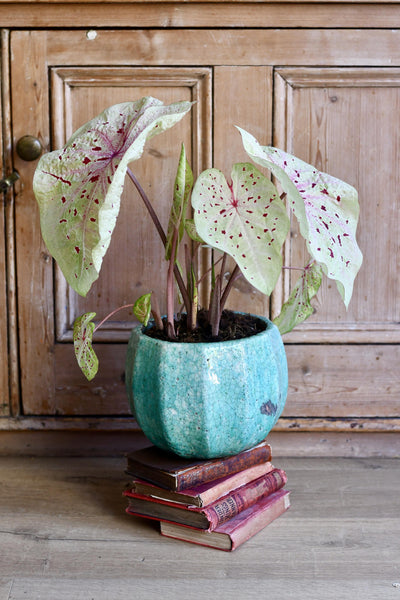 Caladium Miss Muffet