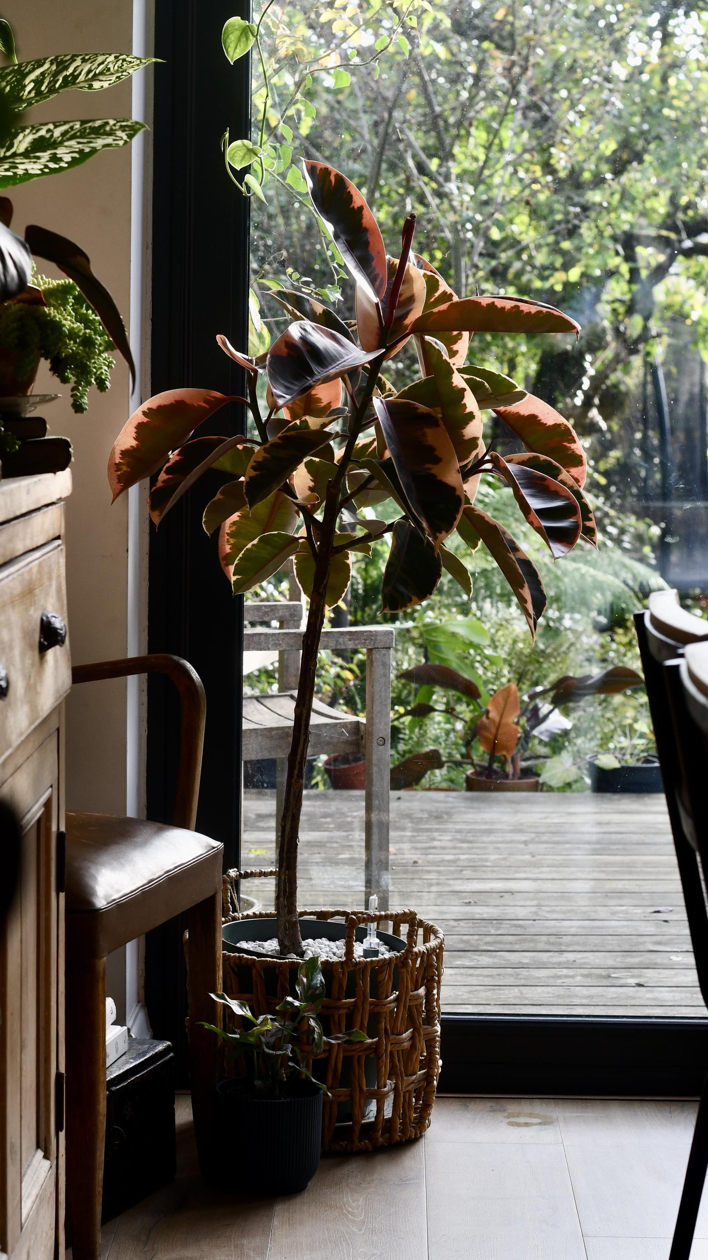 Princess Ficus Ficus Pink Princess Tree | Rare Plants | Happy Houseplants – Happy ...