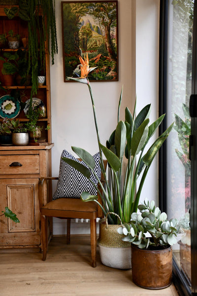 Strelitzia Reginae, Bird of Paradise