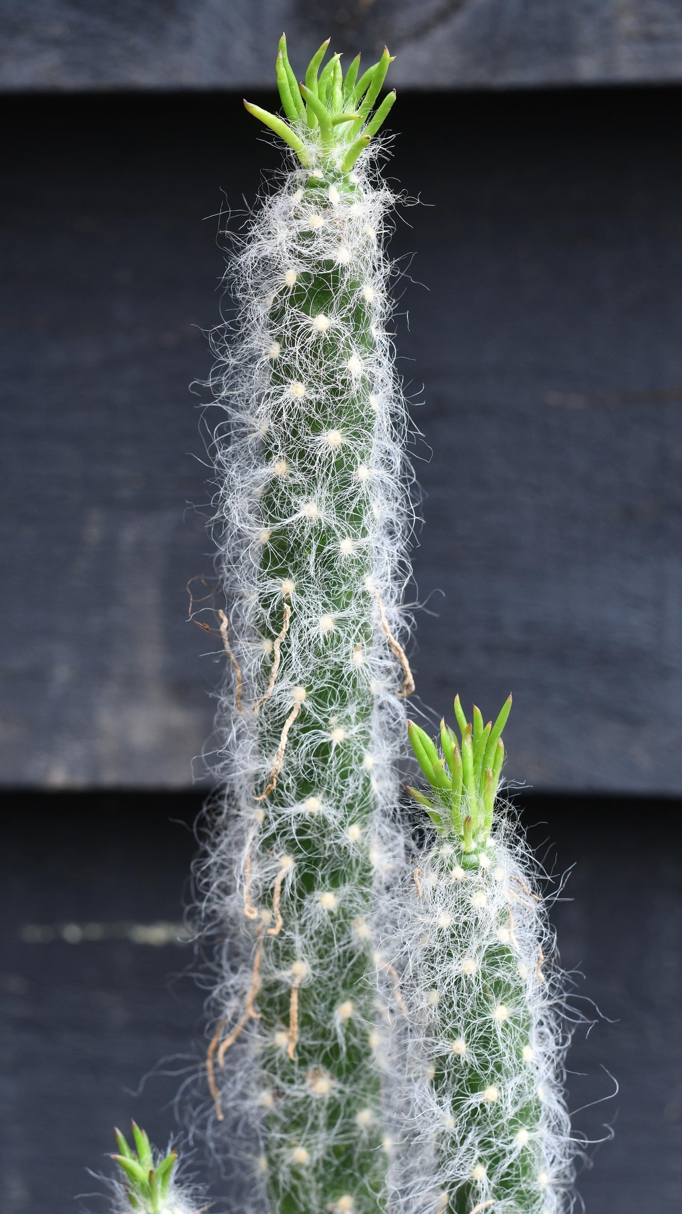 Opuntia Vestita Cristata *rare*