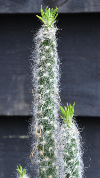 Opuntia Vestita Cristata *rare*