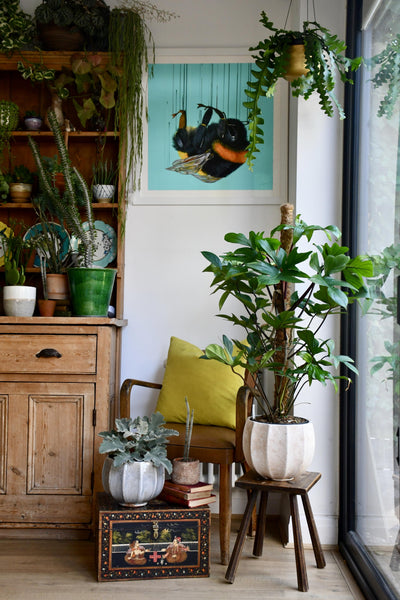 Philodendron Pedatum
