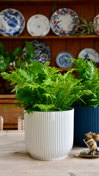 Small Blechnum Gibbum (Silver Lady)