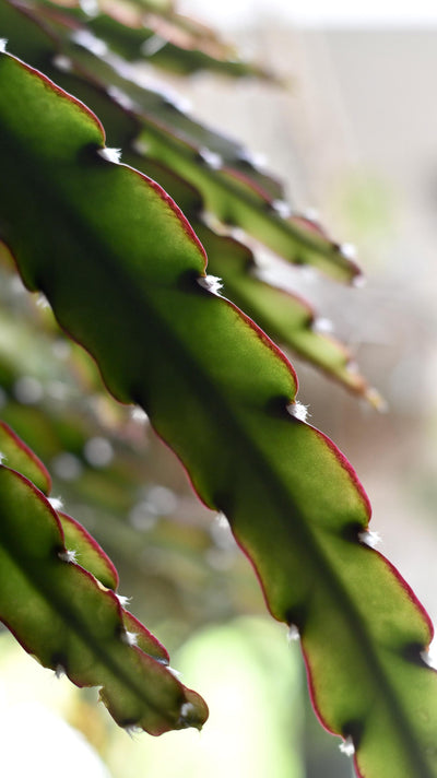 Lepismium Cruciforme (Hurricane Cactus)