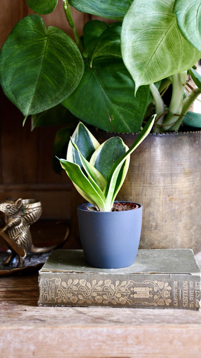 Baby Sansevieria Trifasciata Golden Hahnii & pot