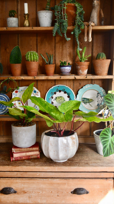 Philodendron Painted Lady