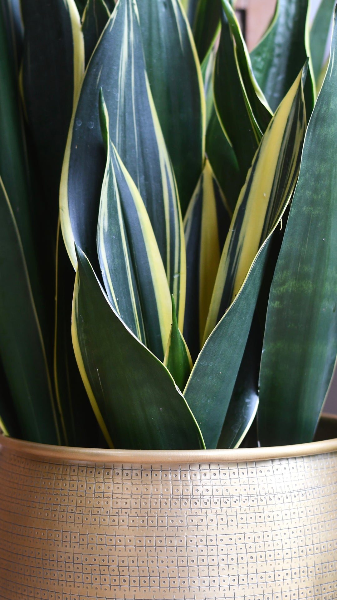 Sansevieria Trifasciata Diamond Flame