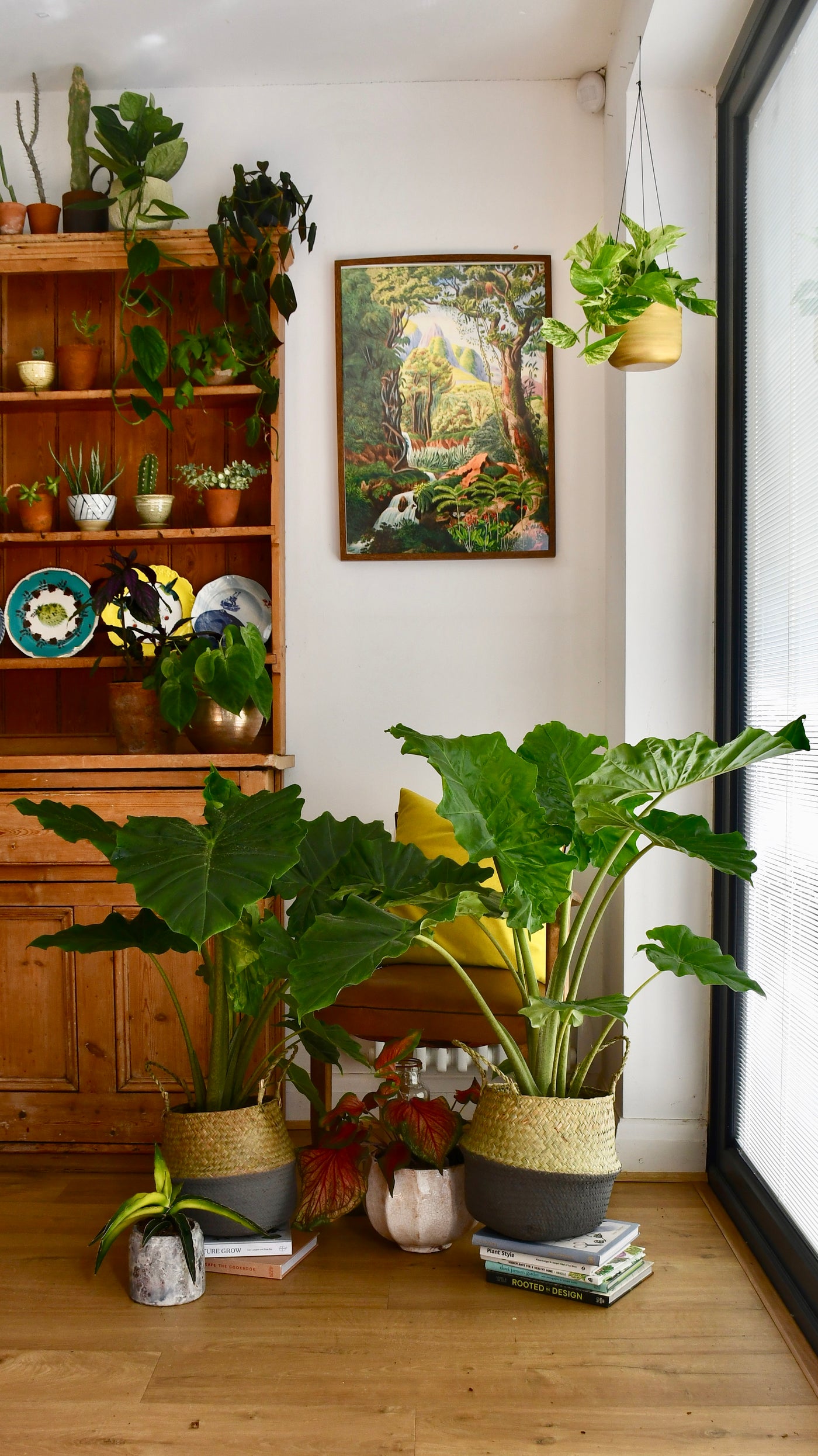 Alocasia Portodora (Elephant Ear)