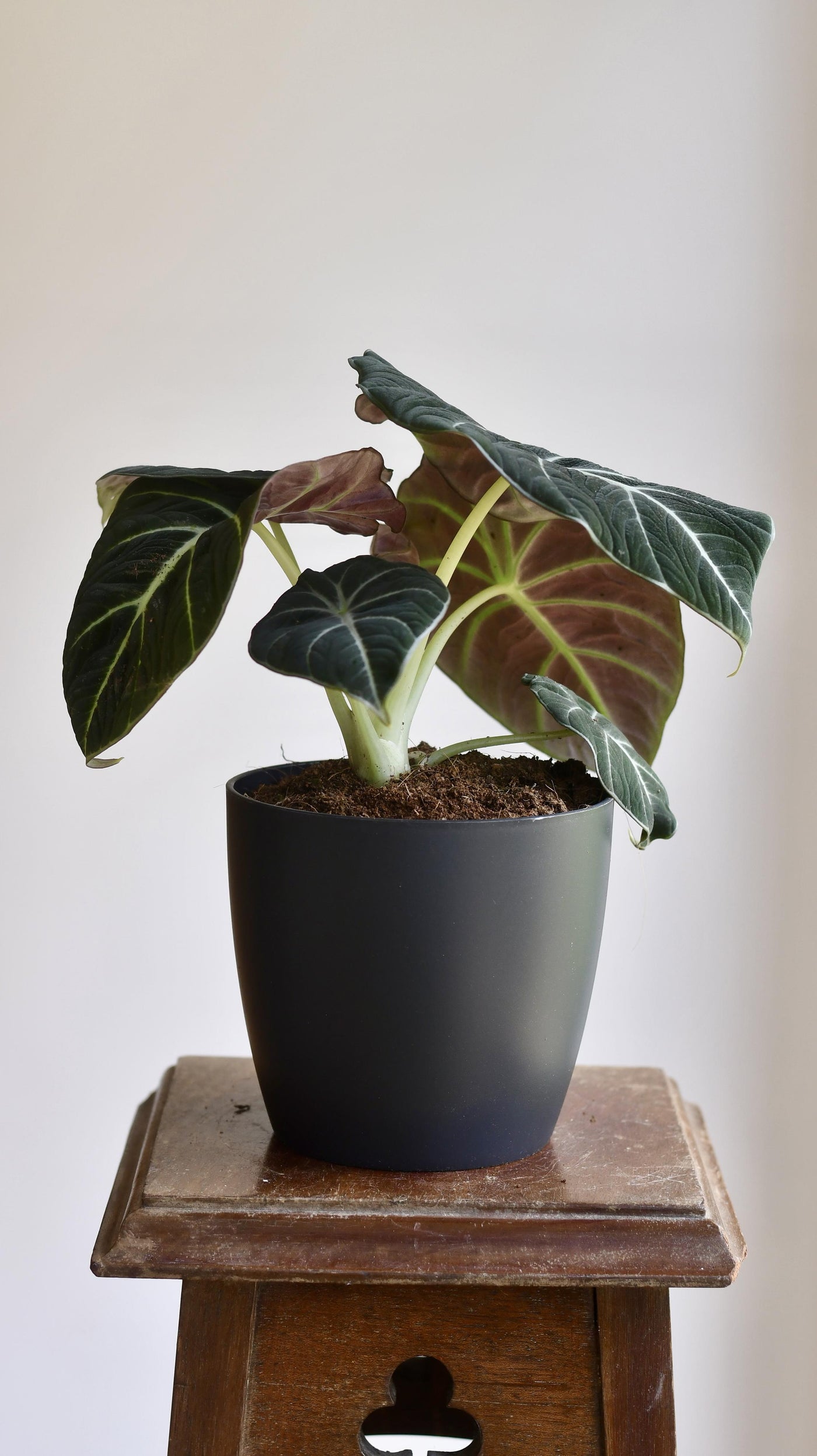 Alocasia Black Velvet (Alocasia Reginula)