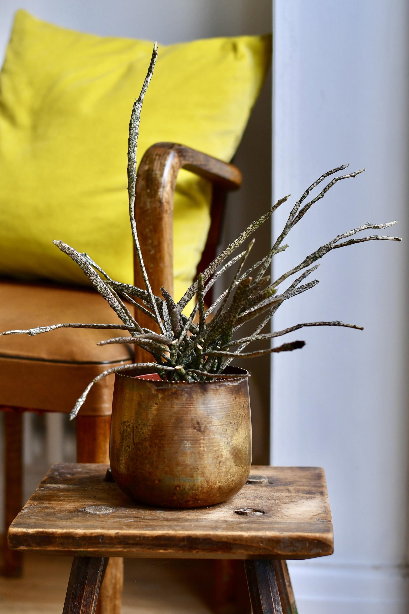 Euphorbia Platyclada (Dead Plant)