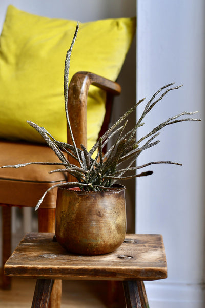 Euphorbia Platyclada (Dead Plant)