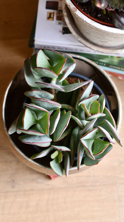 Crassula Arborescens - Silver Dollar Plant