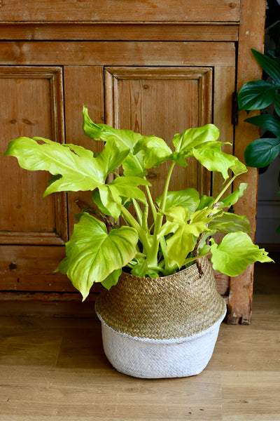 Philodendron Warscewiczii Aurea Flavum *Rare*