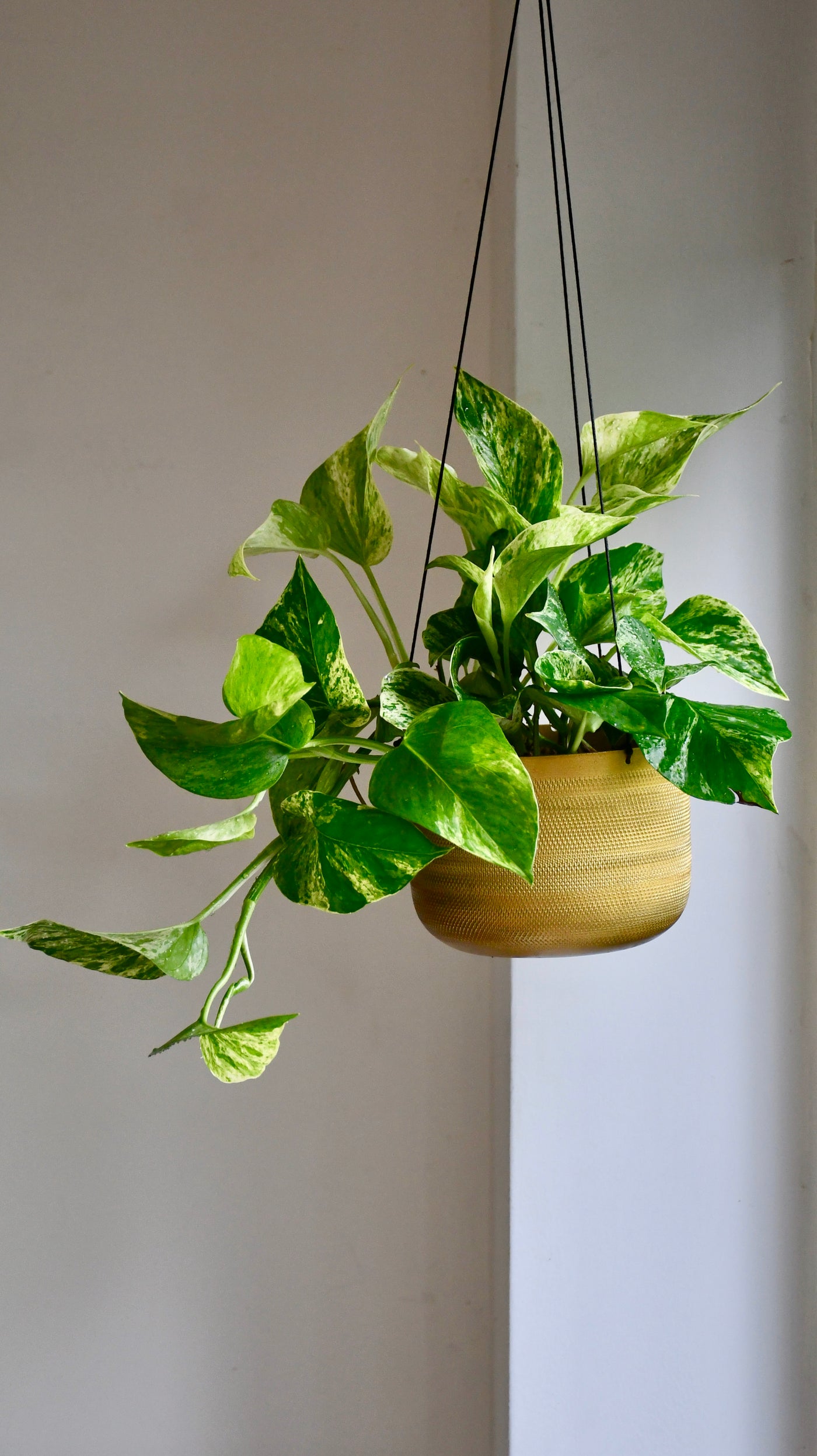 Scindapsus Marble Queen | Pothos | 30cm hanging pot plant