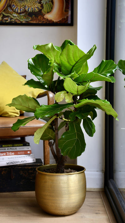 Fiddle Leaf Fig Tree | Ficus Lyrata 100cm