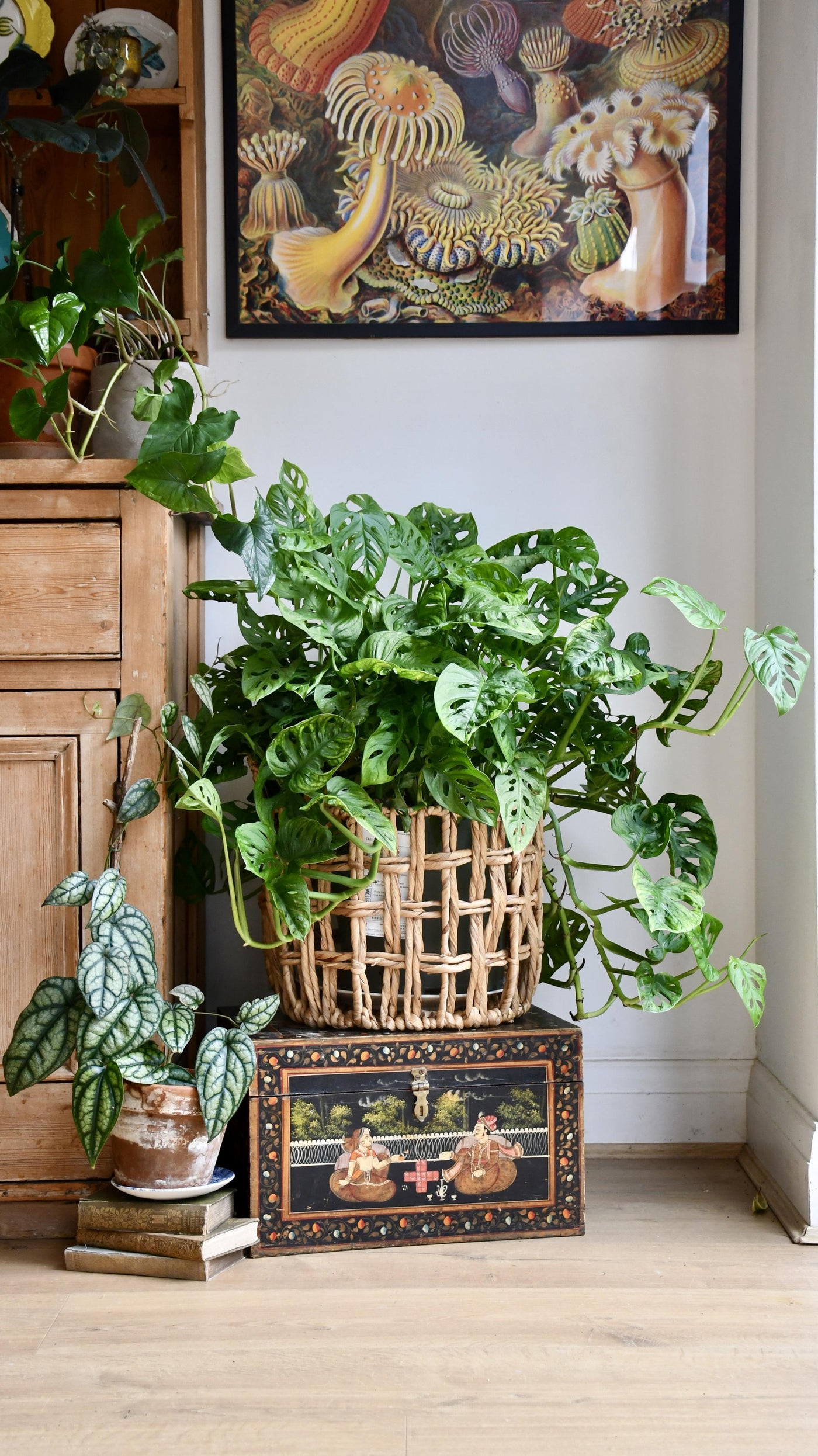 XL Monstera Obliqua 'Monkey Mask'