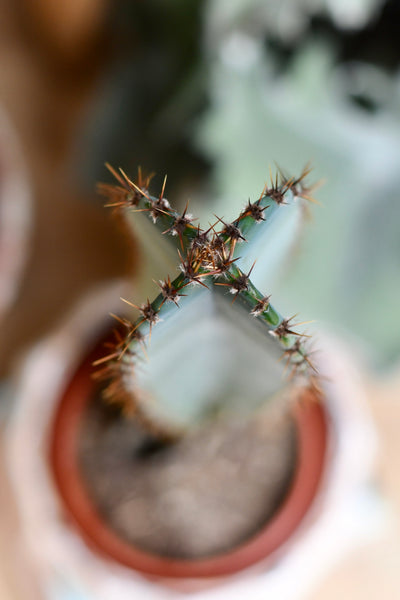 Tall Cereus Peruvianus 'Blue' (Blue Cactus)