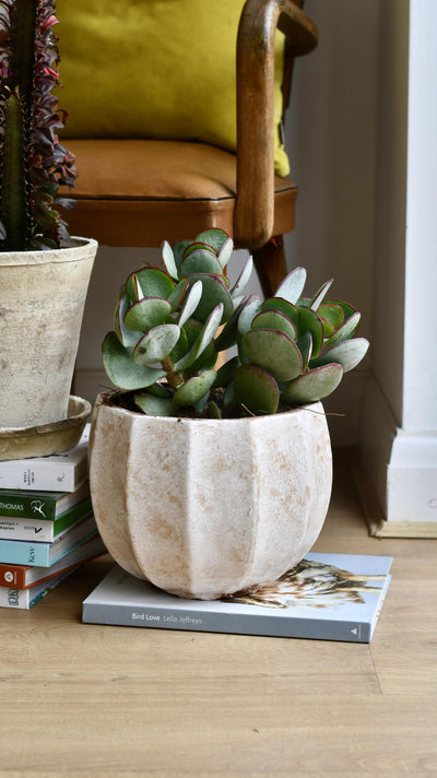 Crassula Arborescens - Silver Dollar Plant