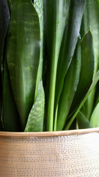 Sansevieria Trifasciata Black Dragon