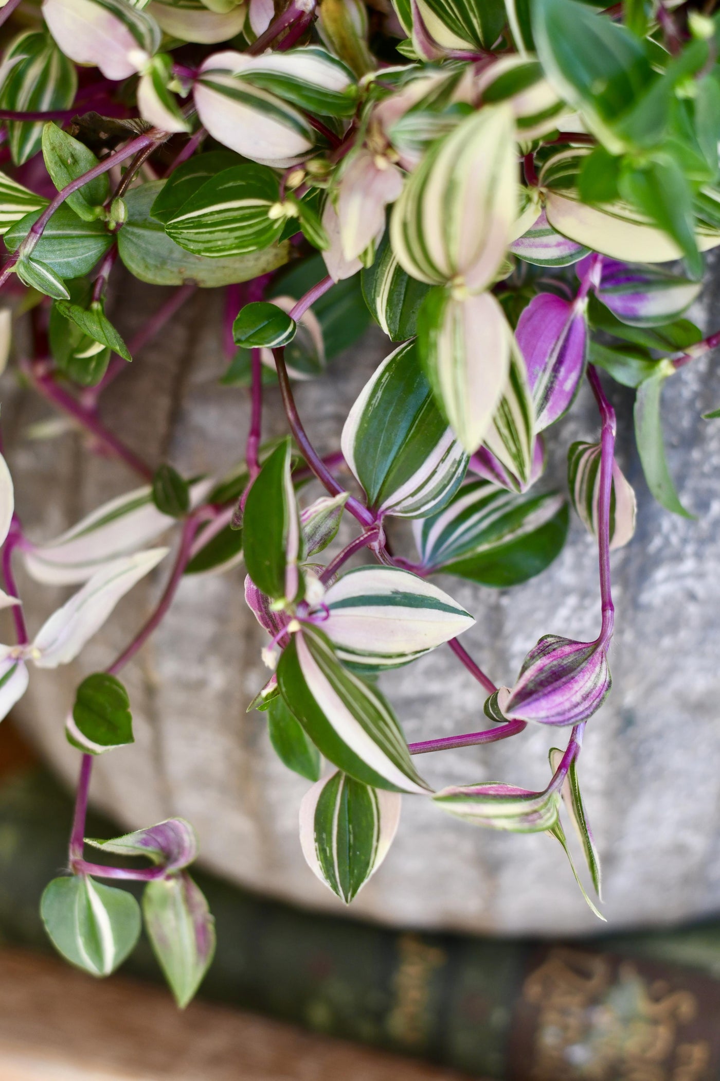 Tradescantia Fluminensis