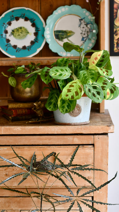 Variegated Maranta Leuconeura Kercho *rare*