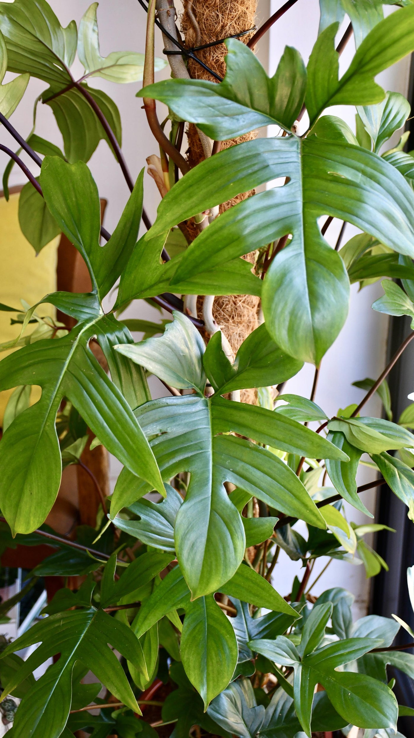 Philodendron Pedatum