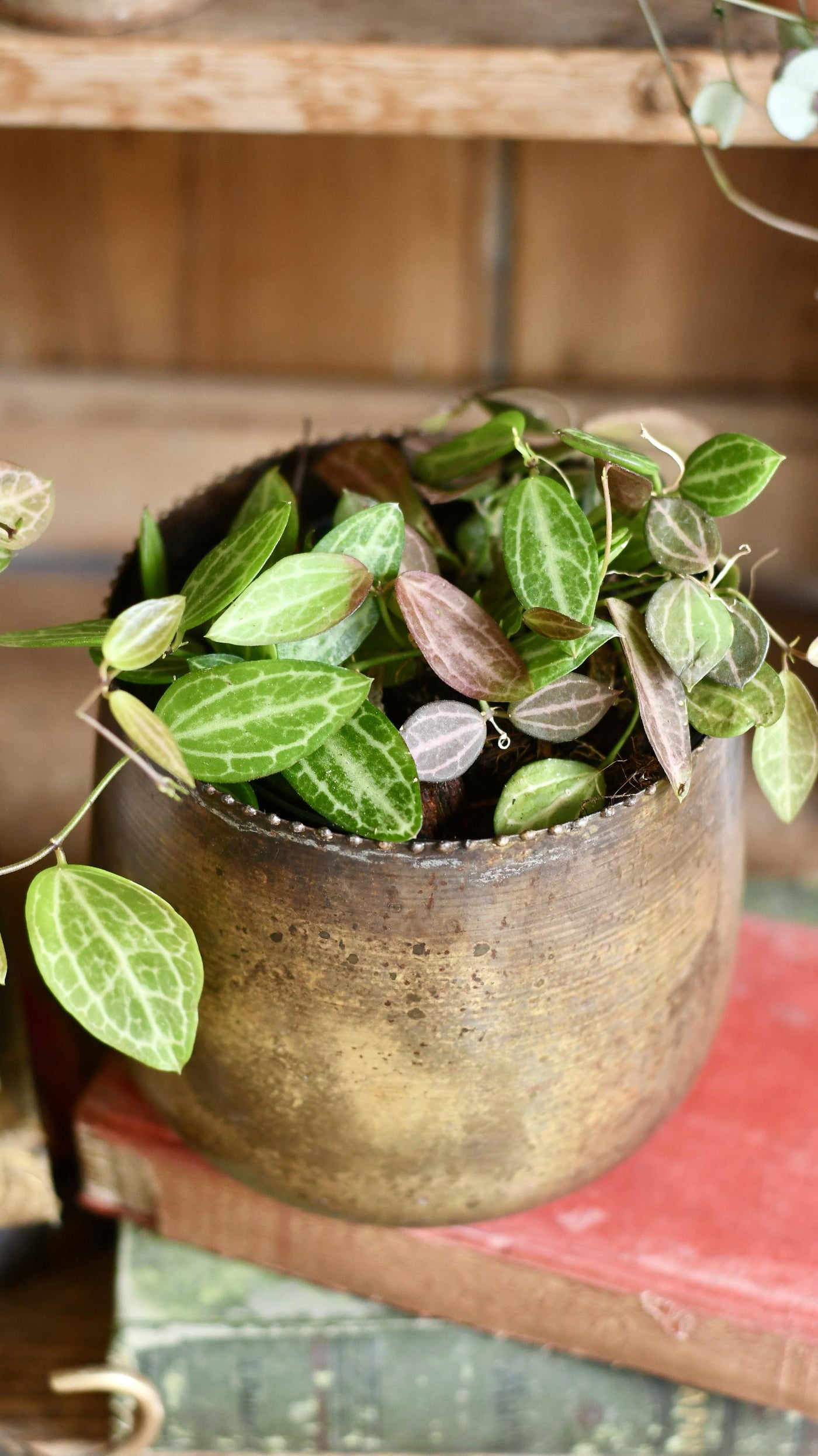 Dischidia Ovata (Watermelon Dischidia)