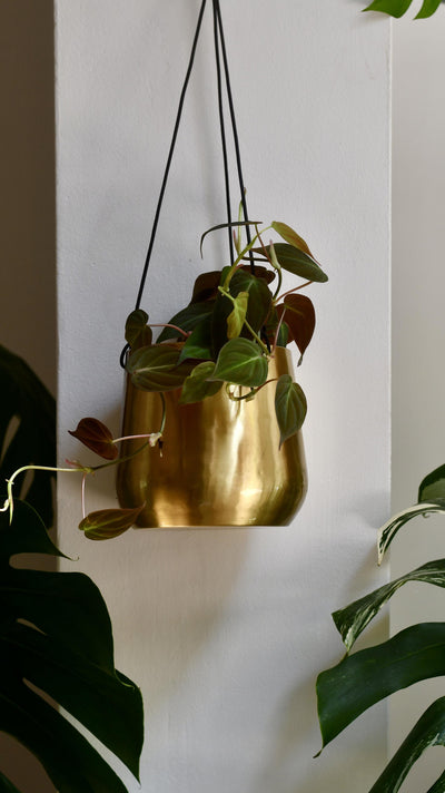 Philodendron Micans and Hanging Planter