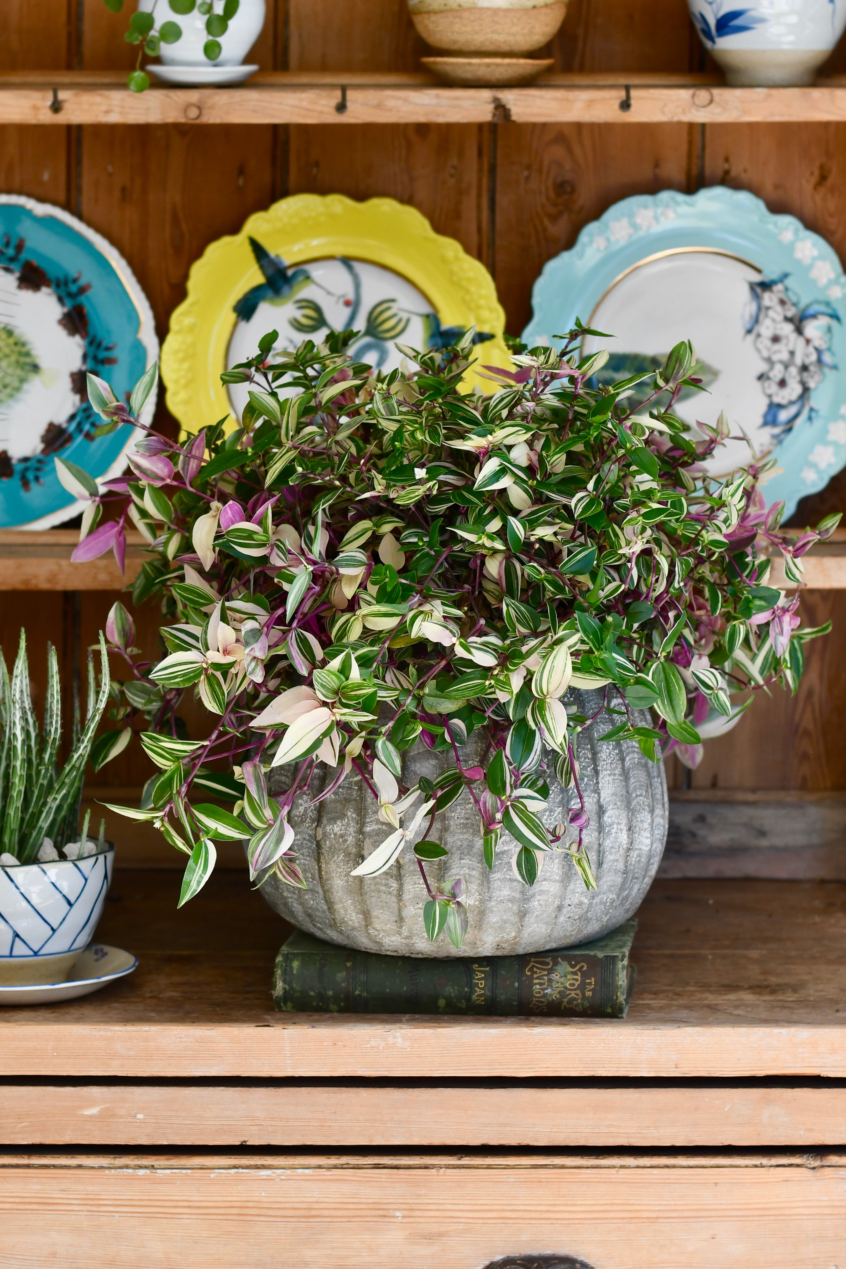 Tradescantia Fluminensis 40cm Happy Houseplants Happy Houseplants