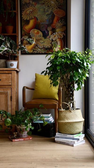 Twisted Weeping fig - Benjamina