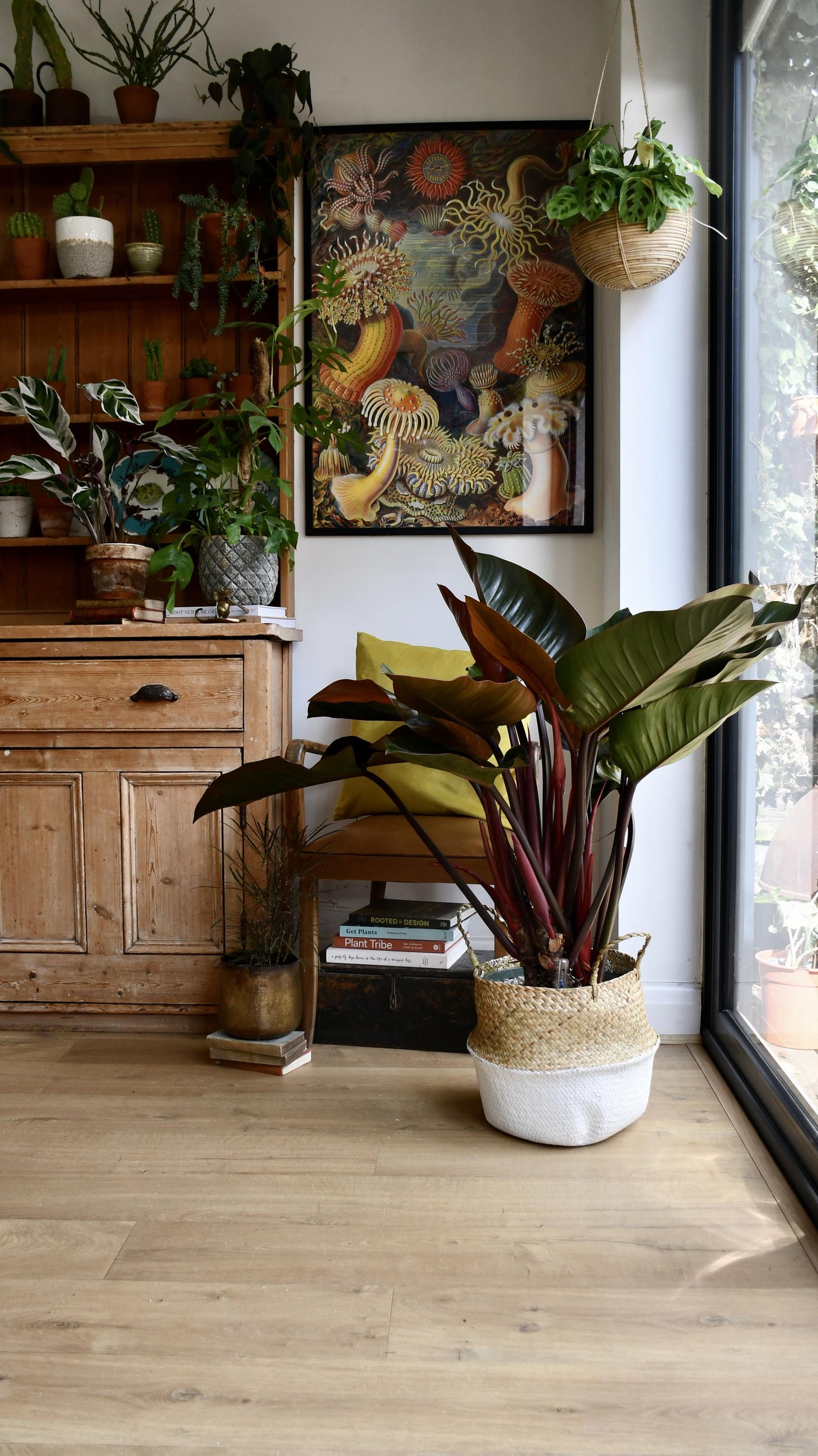 Philodendron Red Beauty