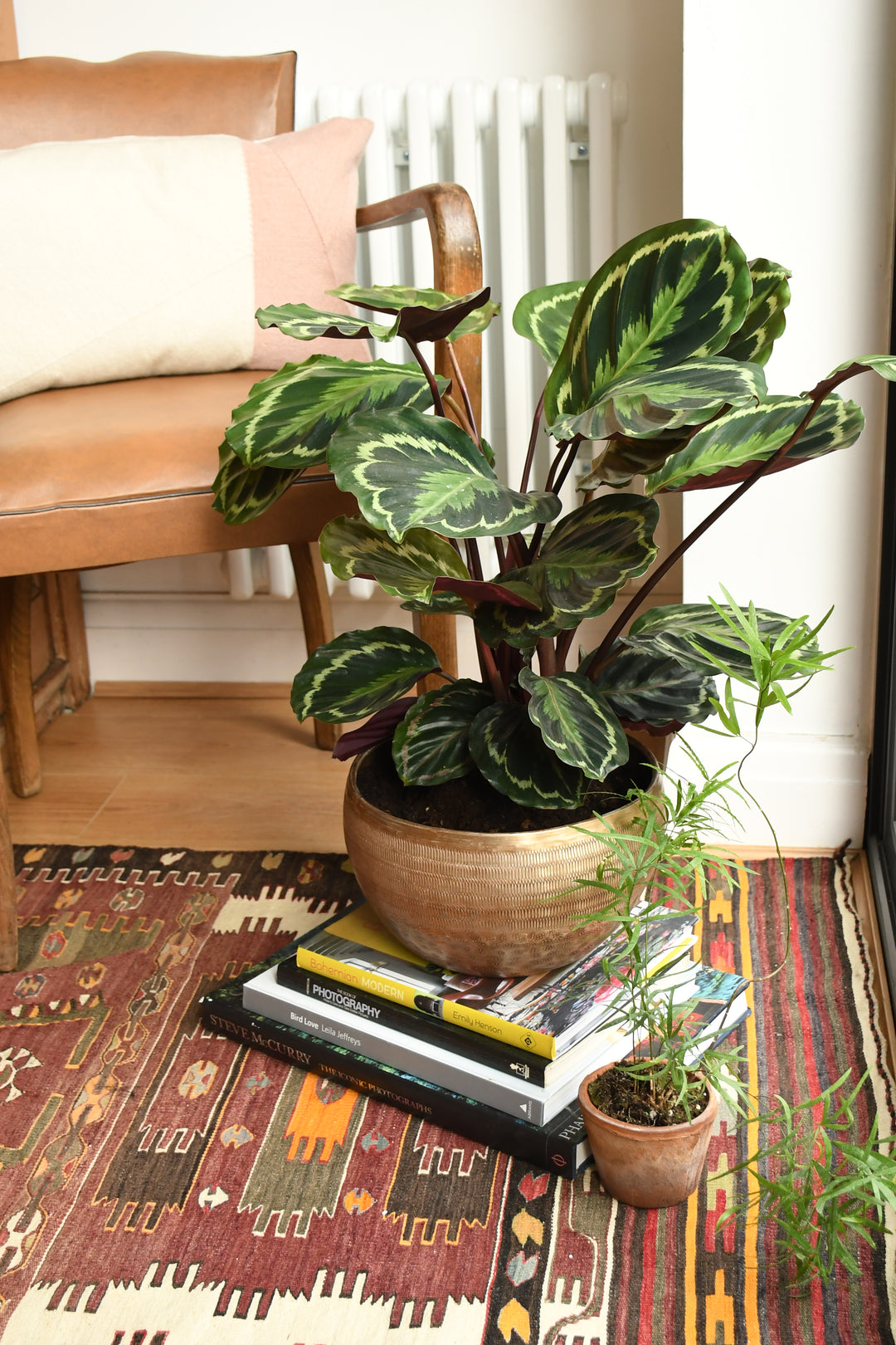 Calathea Veitchiana, Calathea Medallion, Prayer Plant – Happy Houseplants