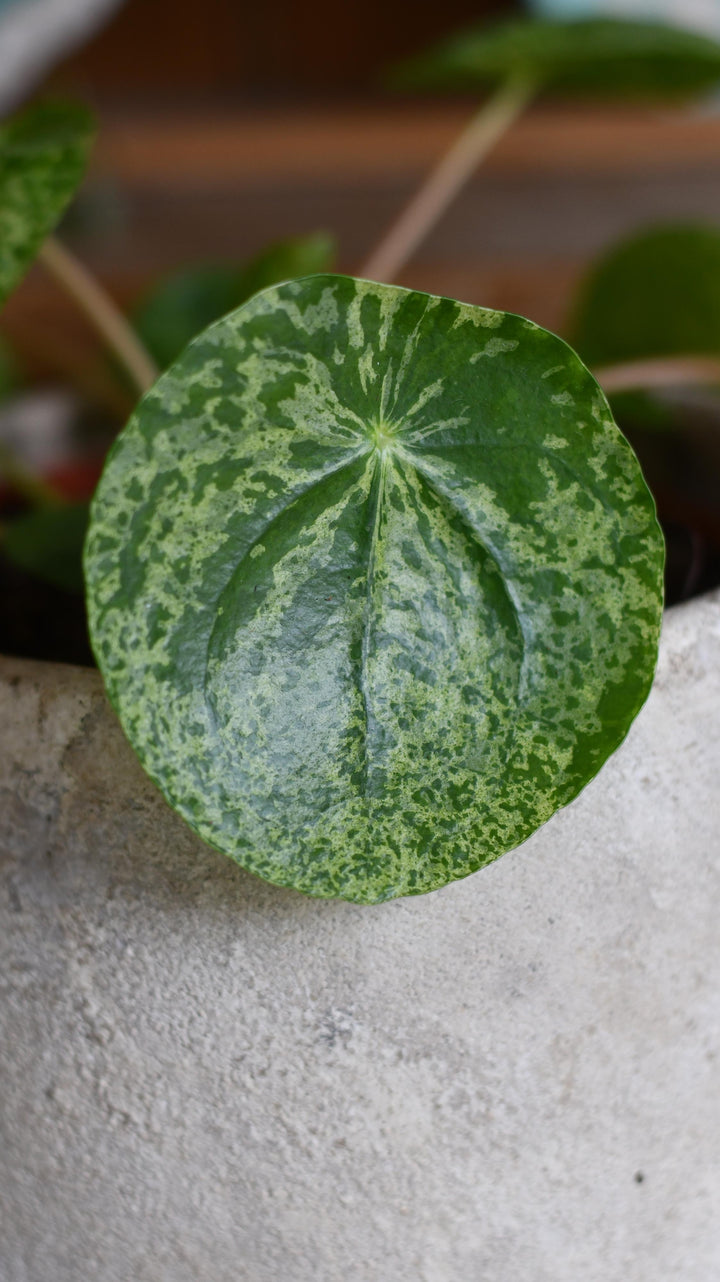 pilea raindrop variegata Variegated Pilea (Mojito) Peperomioides