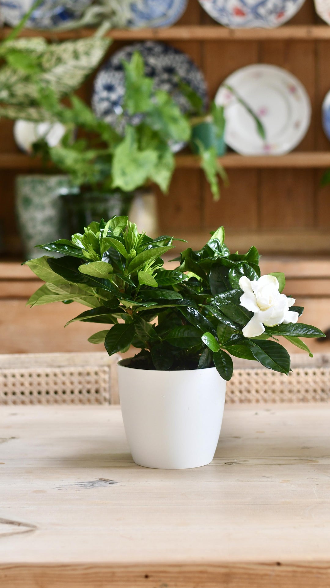 wall hang planter Groove Stainless Steel & Wood Indoor Wall Planter – Kanju Interiors