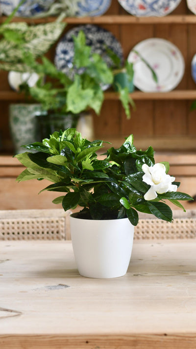 Gardenia Jasminoides (White Jasmine) & pot