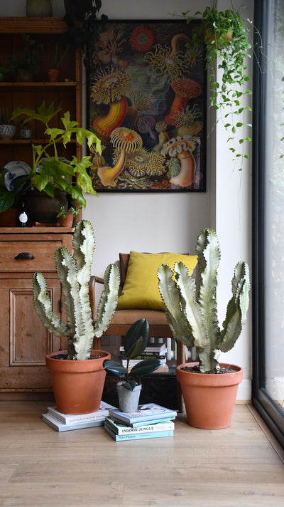 Euphorbia Eritrea Variegata (Ghost cactus)