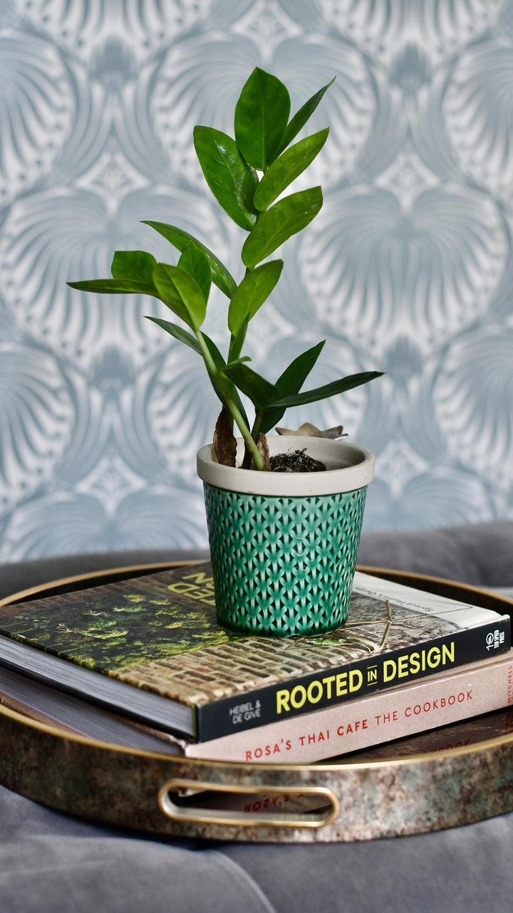 Baby Zamioculcas Zamiifolia | ZZ Plant