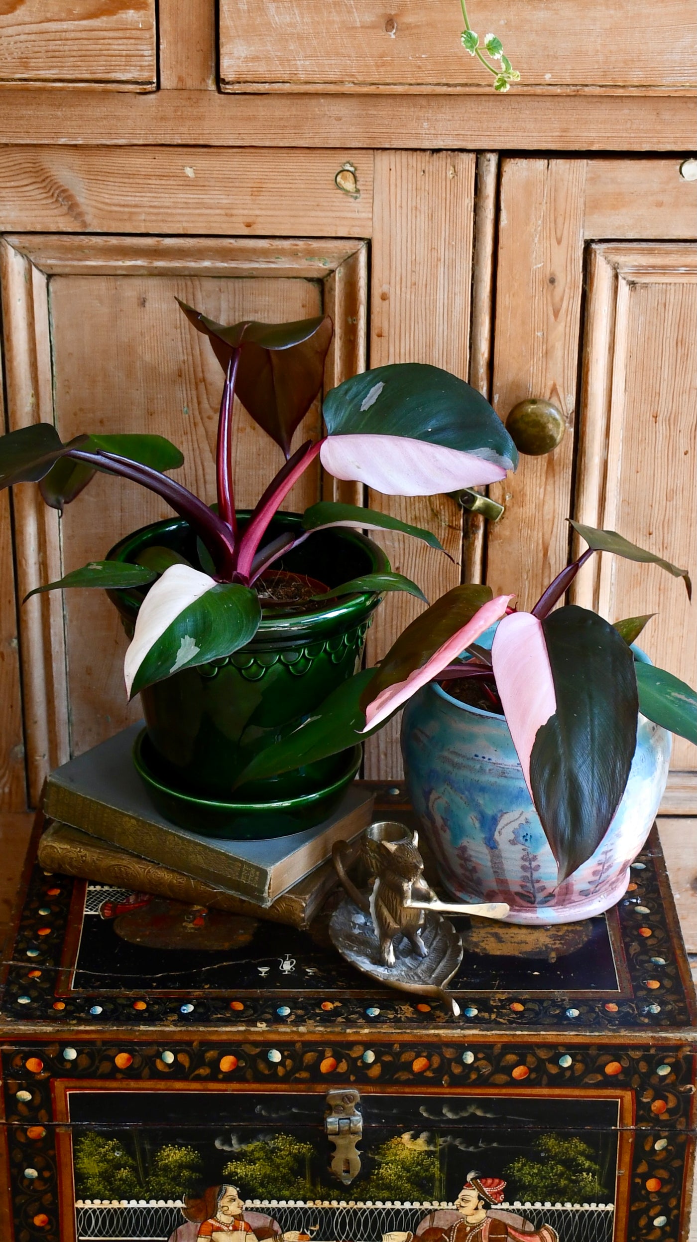 Pink Princess Philodendron
