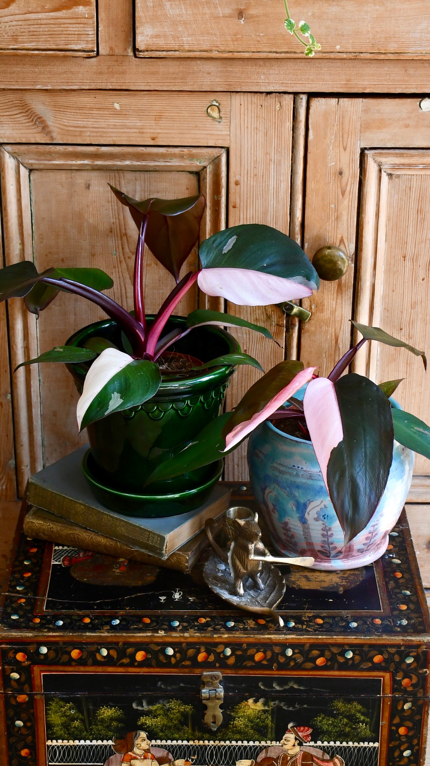 Pink Princess Philodendron 9cm pot