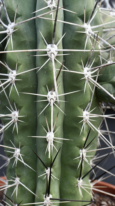 Stetsonia coryne - Toothpick Cactus *rare*