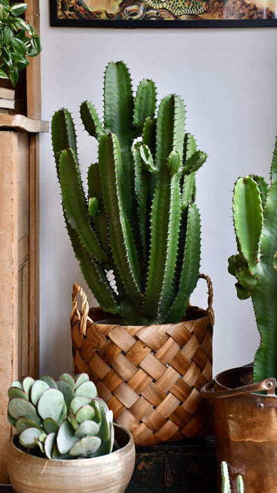 Euphorbia Erytrea
